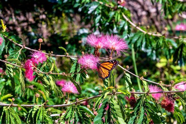 Butterfly in the park