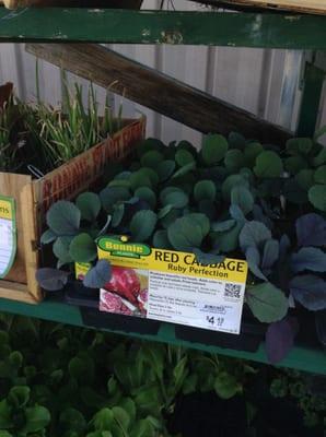 Red cabbage Bonnie plants