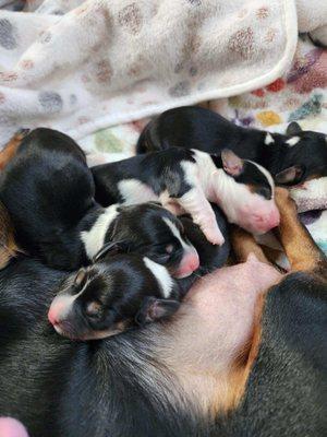 Stella and her litter of 4. Miniature short hair and long hair dachands.  Becky Lewis