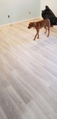 Even my dog had to check out the new floor!