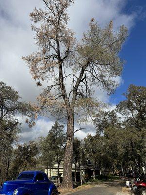 The pine tree that needed to be removed.