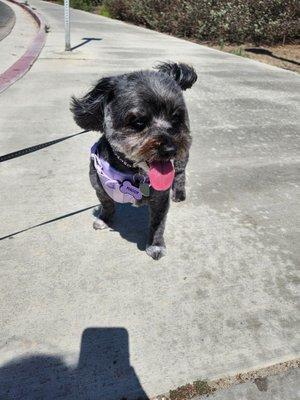 It was a little windy, but Maddy felt great after getting groomed!!