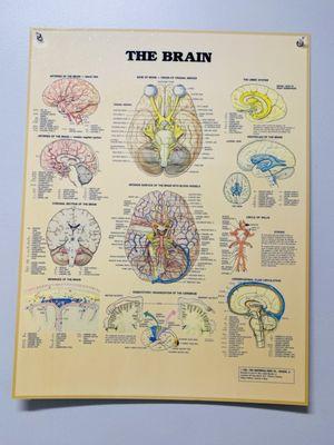 The brain