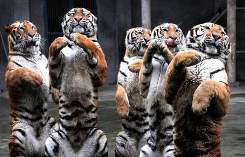 Five Tae Kwon Do Tigers