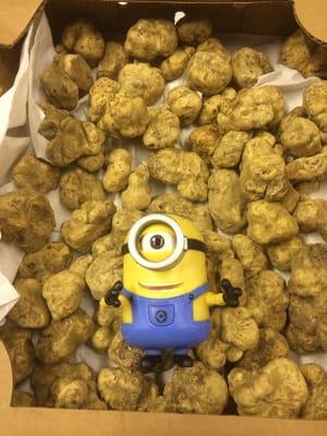 Minion LOVED the white truffles I got from Rod for my party!