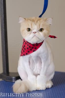 Smooshie the Persian cat, proudly displaying his lion cut done at Flawless Paws.