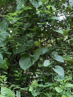 Wild passion fruit vine