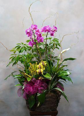 Website photo of Orchids and Greens