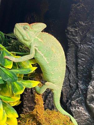 1 1/2 y/o Veiled Chameleon