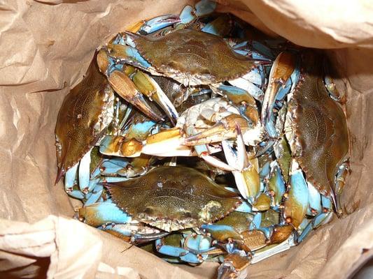 One dozen large blue crabs...