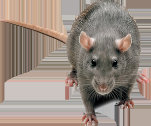 Rat Removal And Trapping