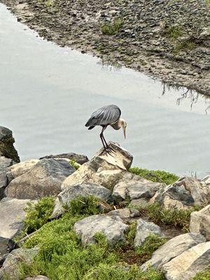 Great Blue Heron.