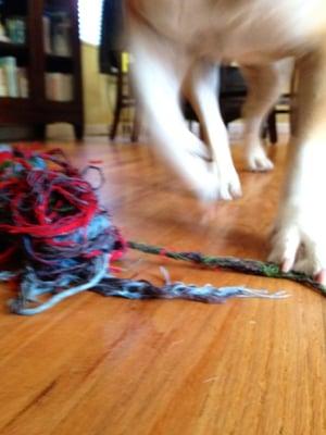 Stocky Albert prances past his pull toy...toward my face.