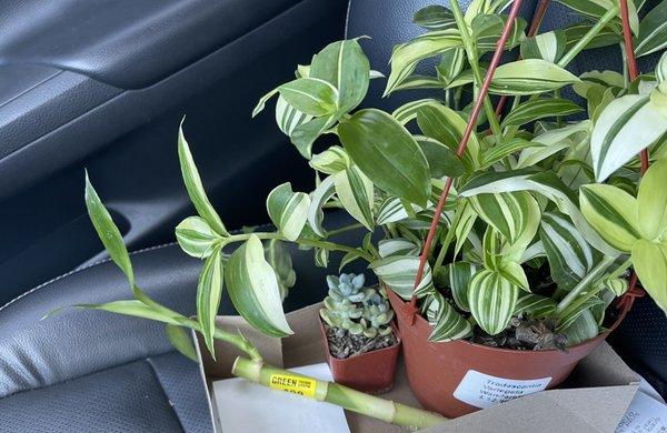 Green Thumb Nursery - Ventura