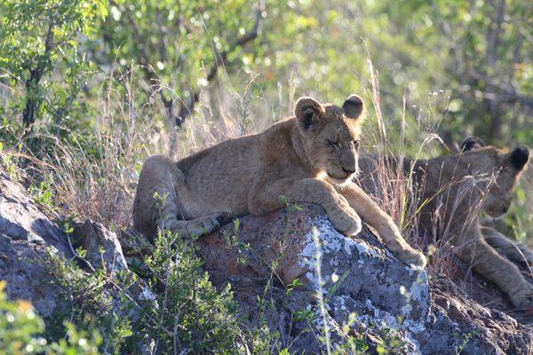 Morning safari at Kruger National Park