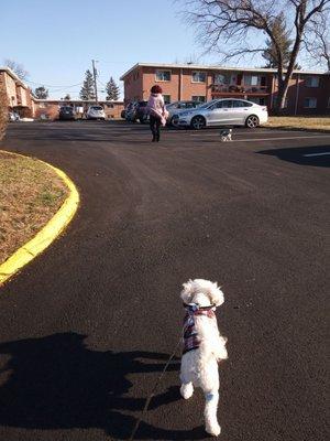 Good Doggie Day Care