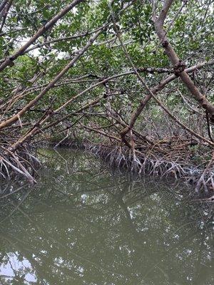 Mangrove