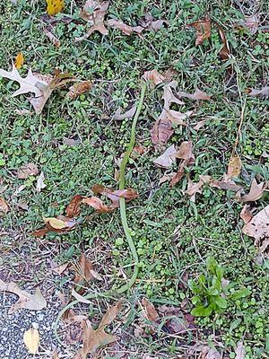 Green rough snake