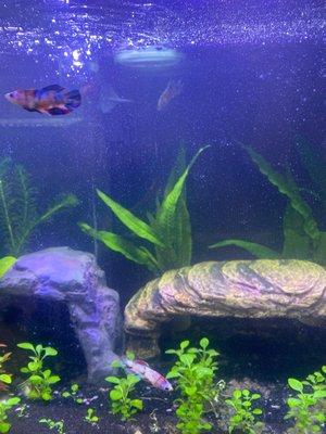 Female Koi bettas