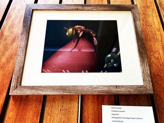 One of the lovely photos in their current exhibit of native California bees (July 2023)