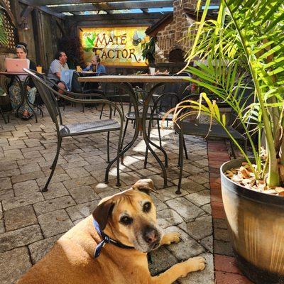 Dog friendly garden patio!