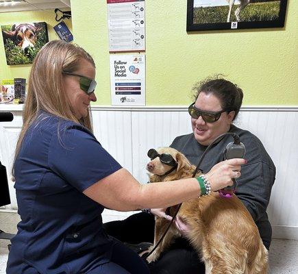 Laser therapy for inflammation and pain in your pet.