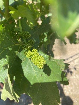 Grapes blooming for harvest.