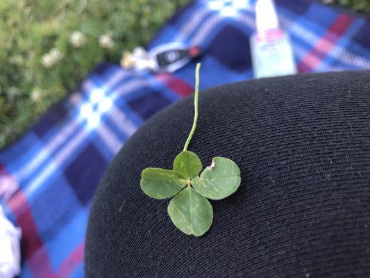 Discover a 4 leaf clover among all the 3 leaf clovers