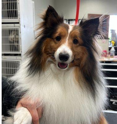 Sheltie groomed by Katelyn. #sheltiegroomer