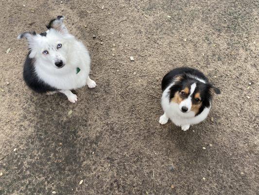 My cute puppies with a great groom