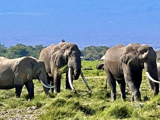 The Big Tuskers of Amboseli