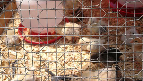 Chicks!