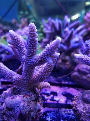 Blue SPS corals