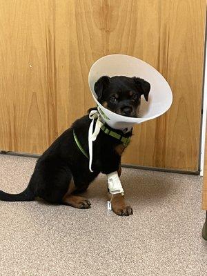 My visit with pup wearing her cone of shame