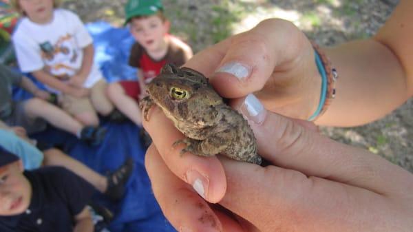 Exploring Toads at PUDDLESTOMPERS Nature Exploration!