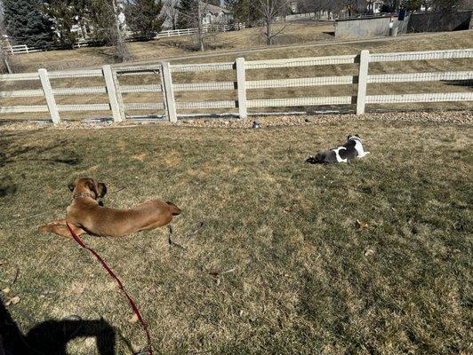 Banyan being calm in the yard (he never did this before).