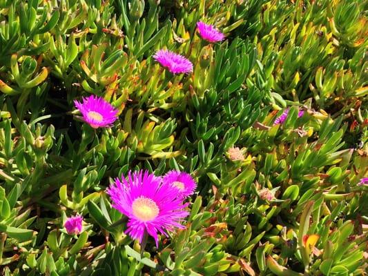 Pink daisies