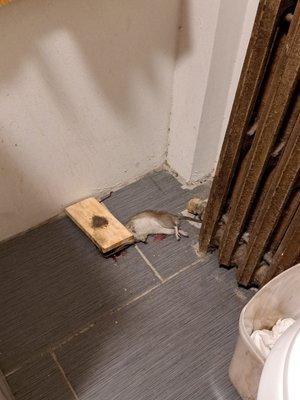 I am glad they set up a solid trap to kill this Mickey the Rat. I definitely never seen a rat this big in my life.