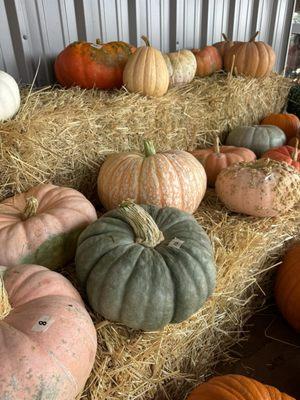 Fall pumpkins