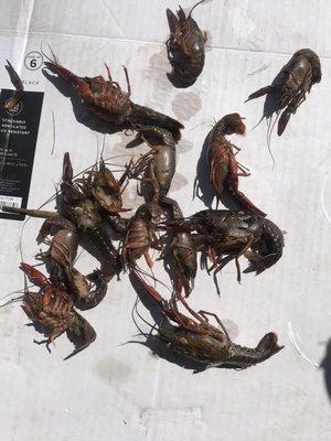 Dead crawfish