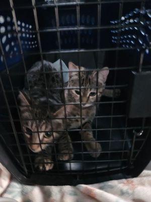 My previously full vaccinated,dewormed and indoor cats. Who have been tested for leukemia who've been tested for HIV.