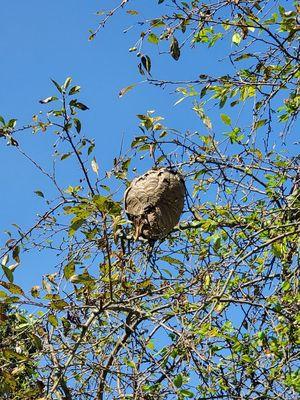 Bald-faced hornets