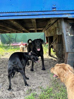 Blaine Kennels Boarding, Training & Daycare