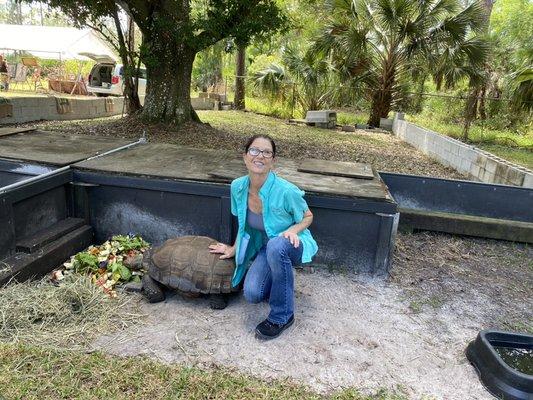 Certified Rehabber Corinna with our male African Spurred/Sulcata Tortoise, which can be seen on display