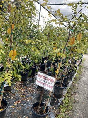 Star fruit trees