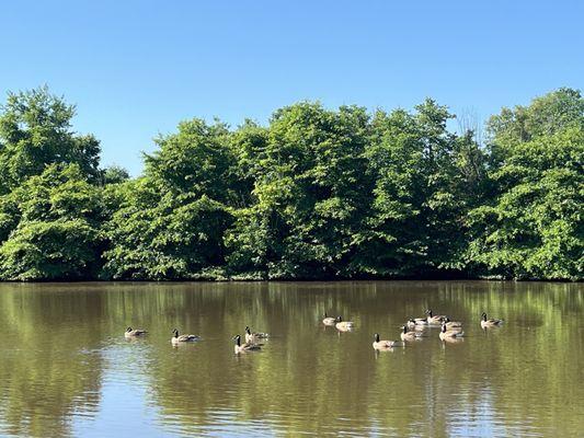 Canadian Geese