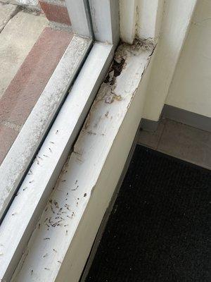 Got Termites? Call your friendly PAL technicians for a free inspection!