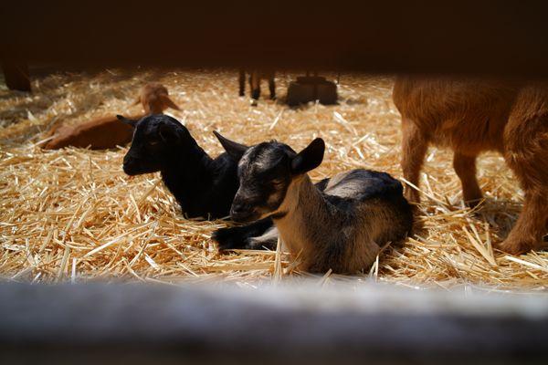 Harley Farms Goat Dairy