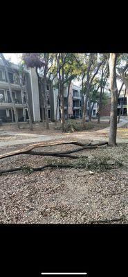 Fallen tree