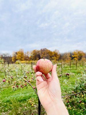 Patterson Fruit Farm